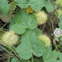 Passiflora foetida L.